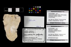 Foto (Objekt + Etikett) von Pithonoton sp.  (NHMW-GEO-2014-0194-0966)